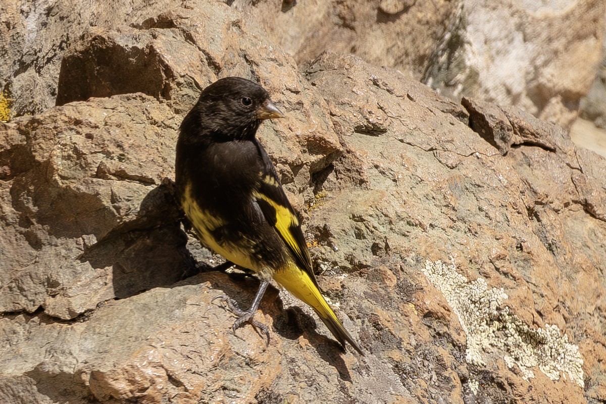 Black Siskin - ML640790330