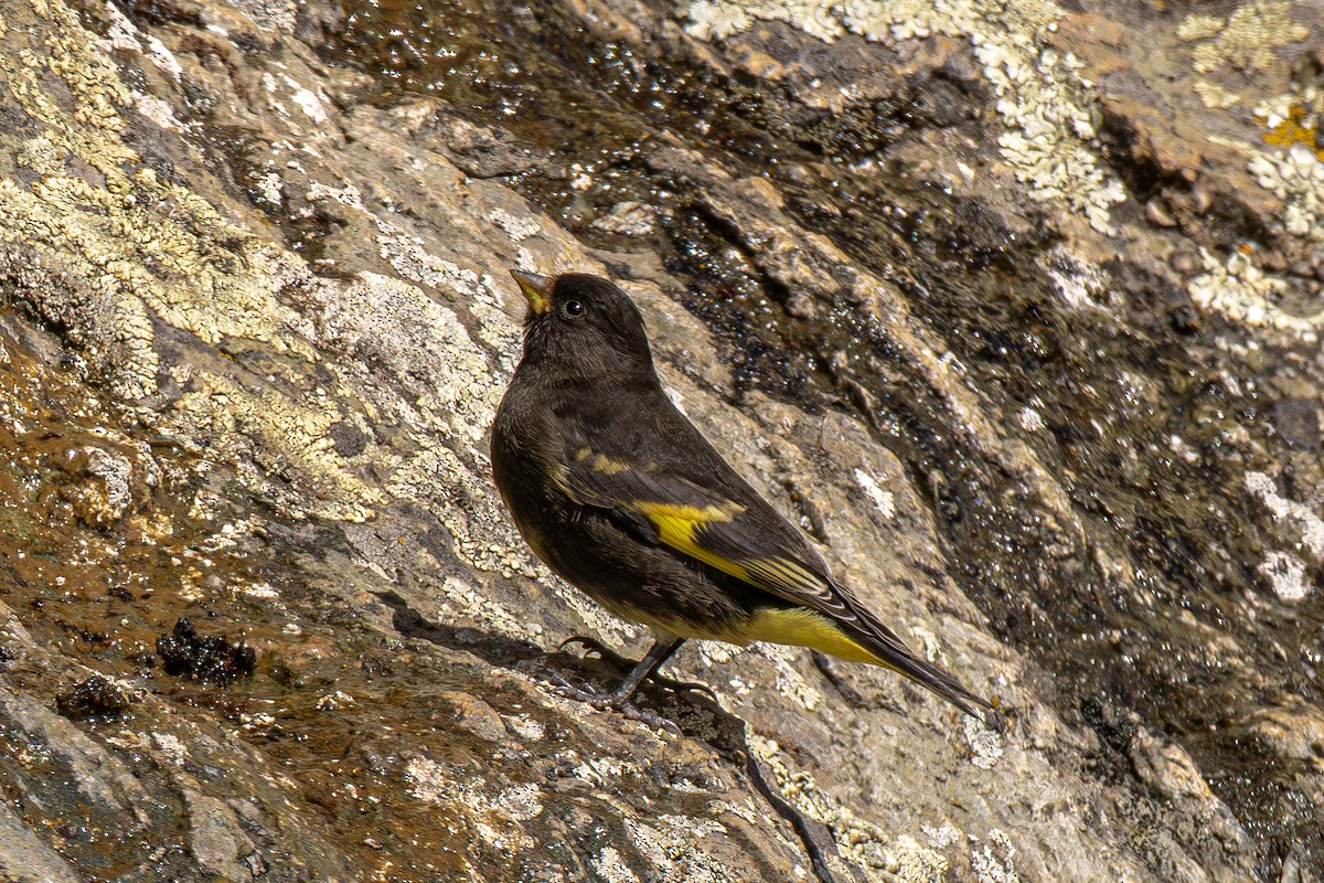 Black Siskin - ML640790331