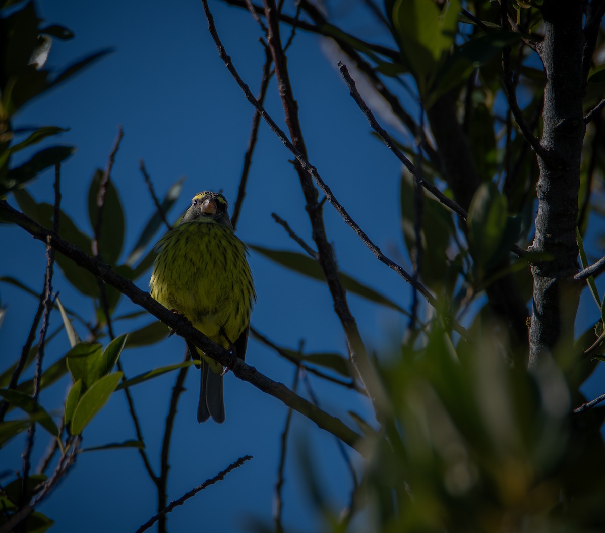 Forest Canary - ML640790333