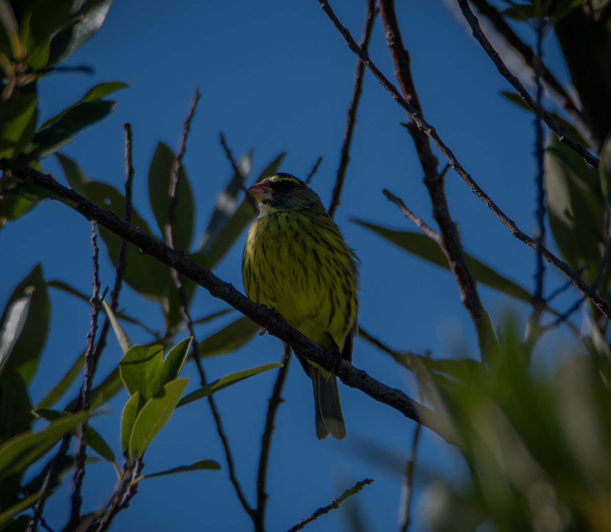 Forest Canary - ML640790334