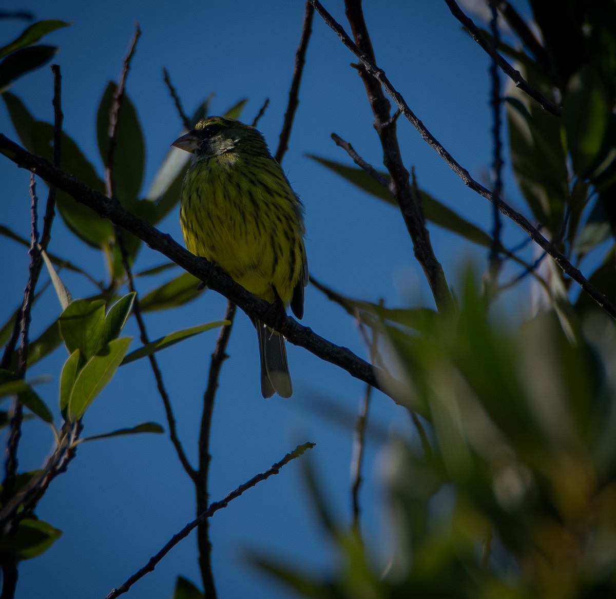 Forest Canary - ML640790335