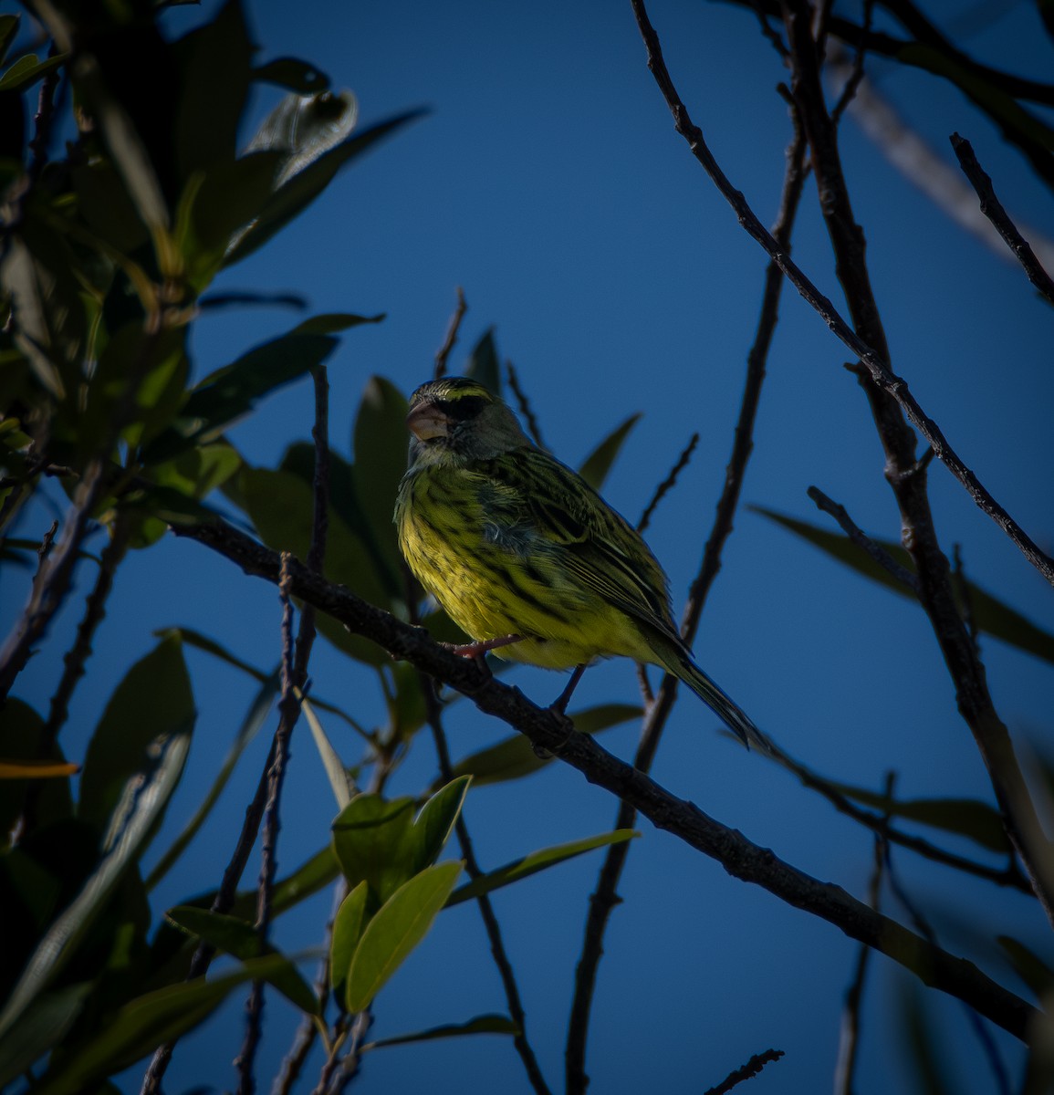 Forest Canary - ML640790336