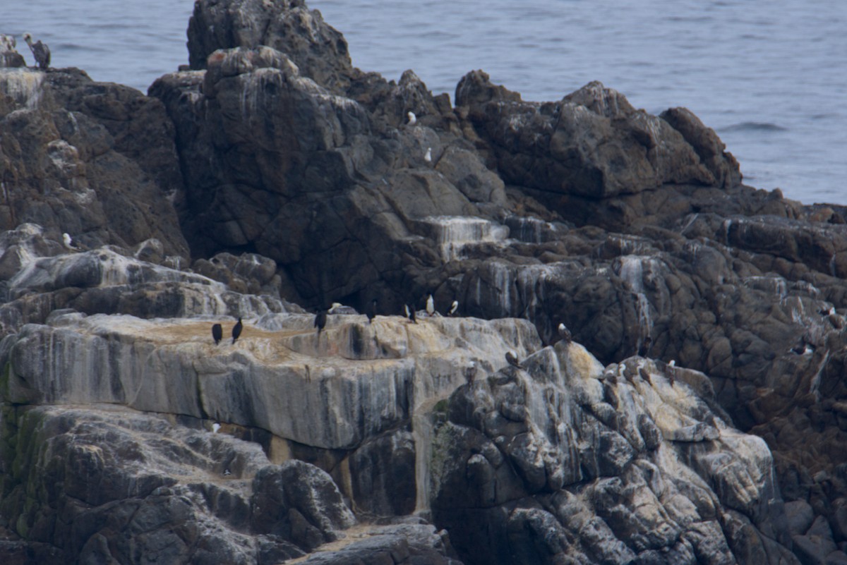 Guanay Cormorant - ML640790368