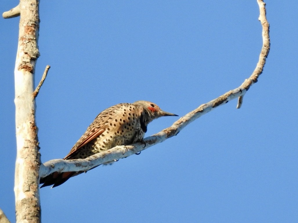 Northern Flicker - ML640790390