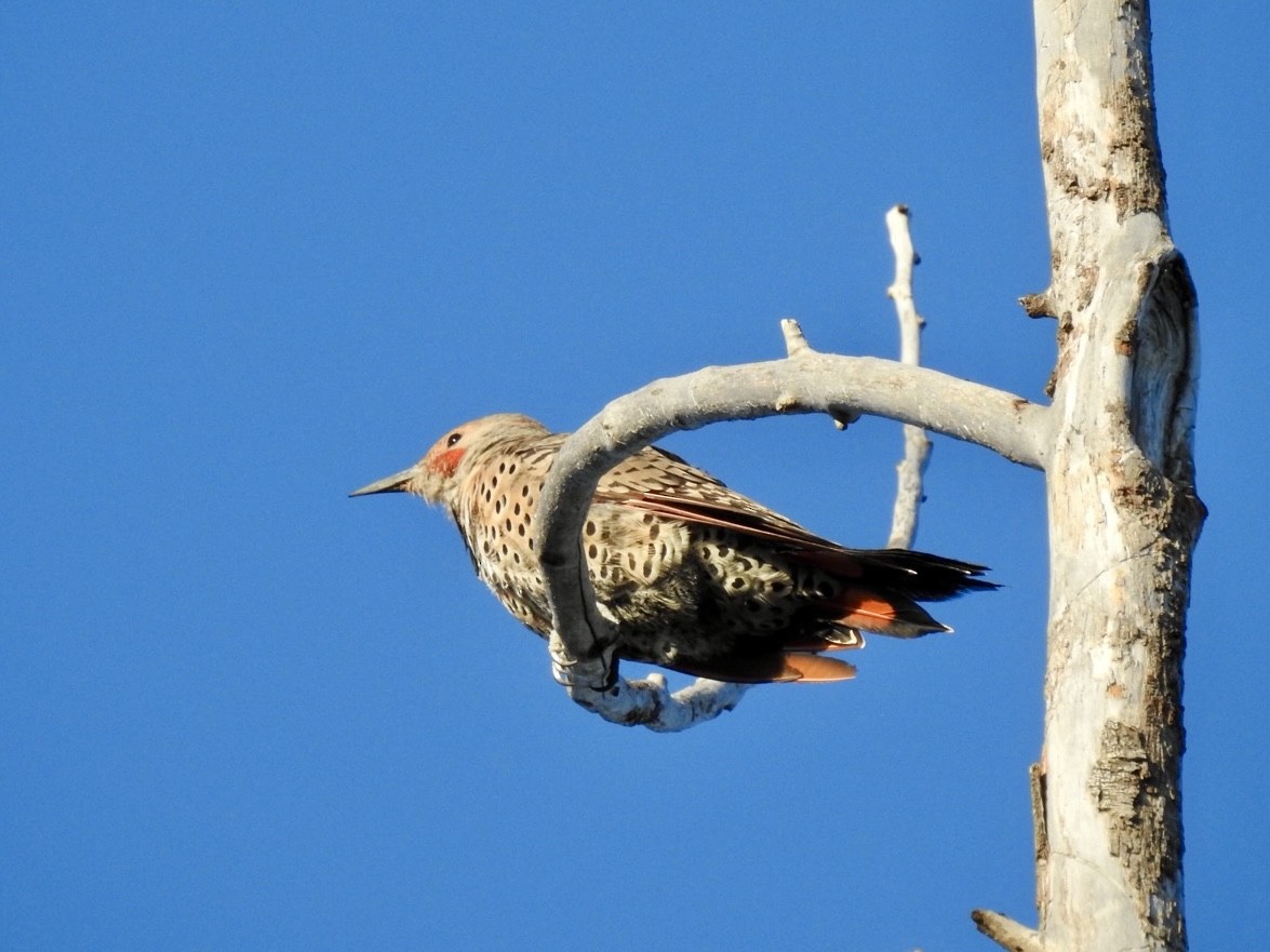Northern Flicker - ML640790391