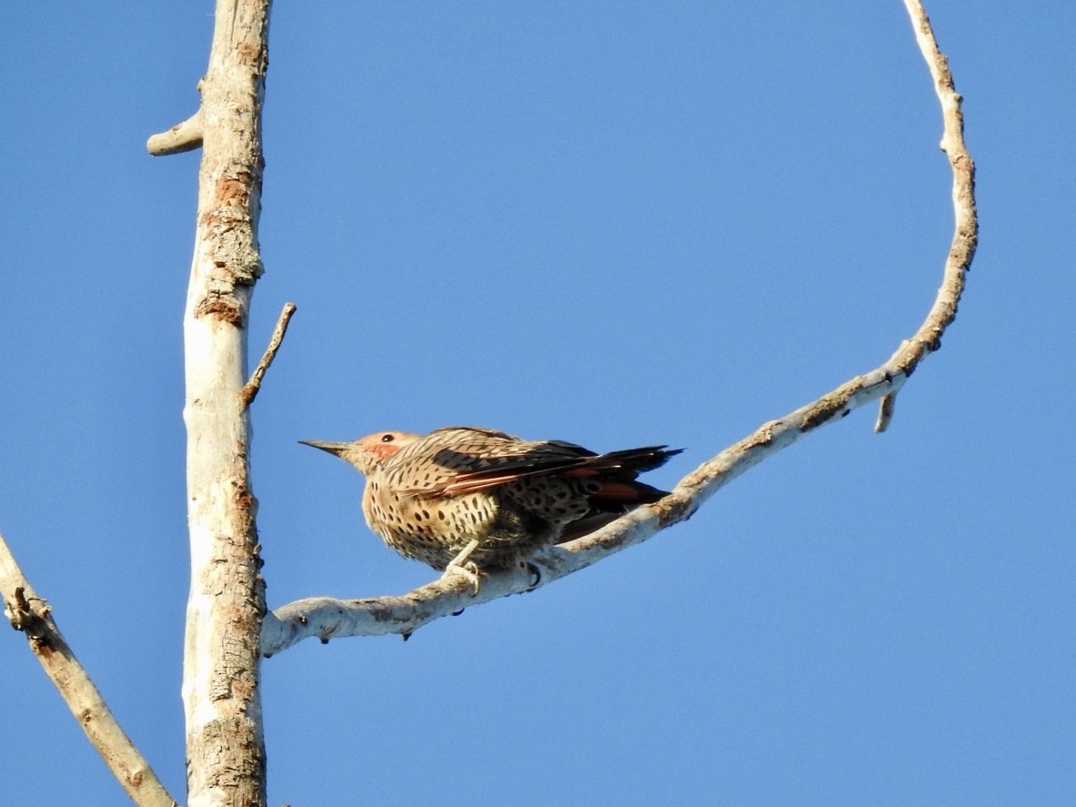 Northern Flicker - ML640790392