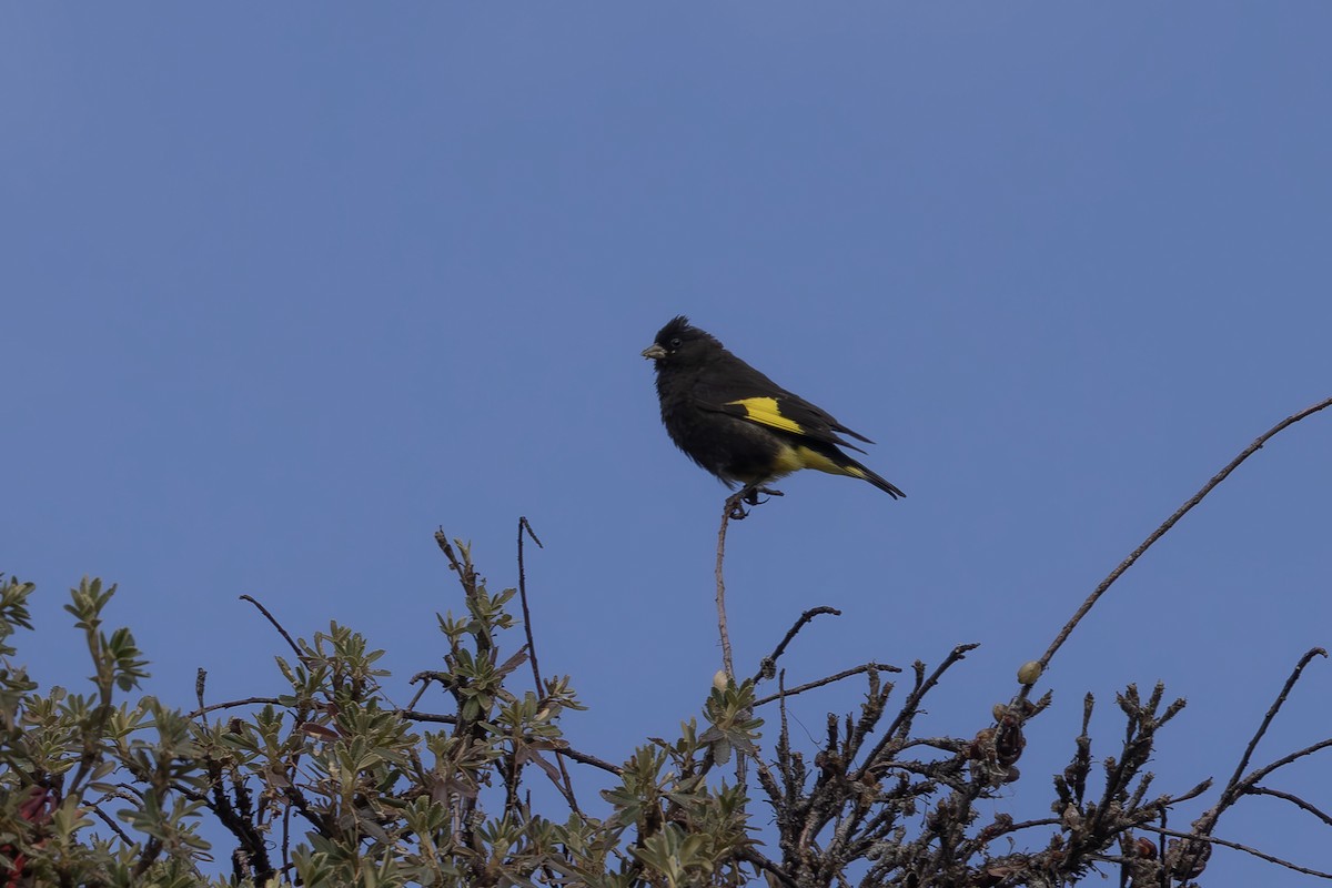 Black Siskin - ML640790431