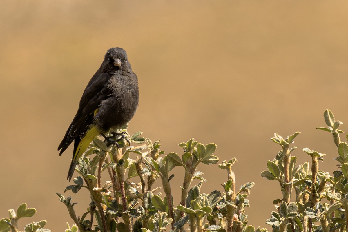 Black Siskin - ML640790432
