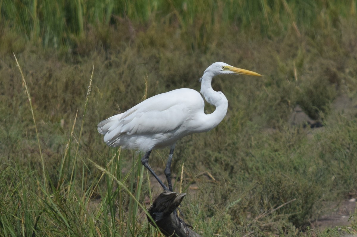 Great Egret - ML640790437