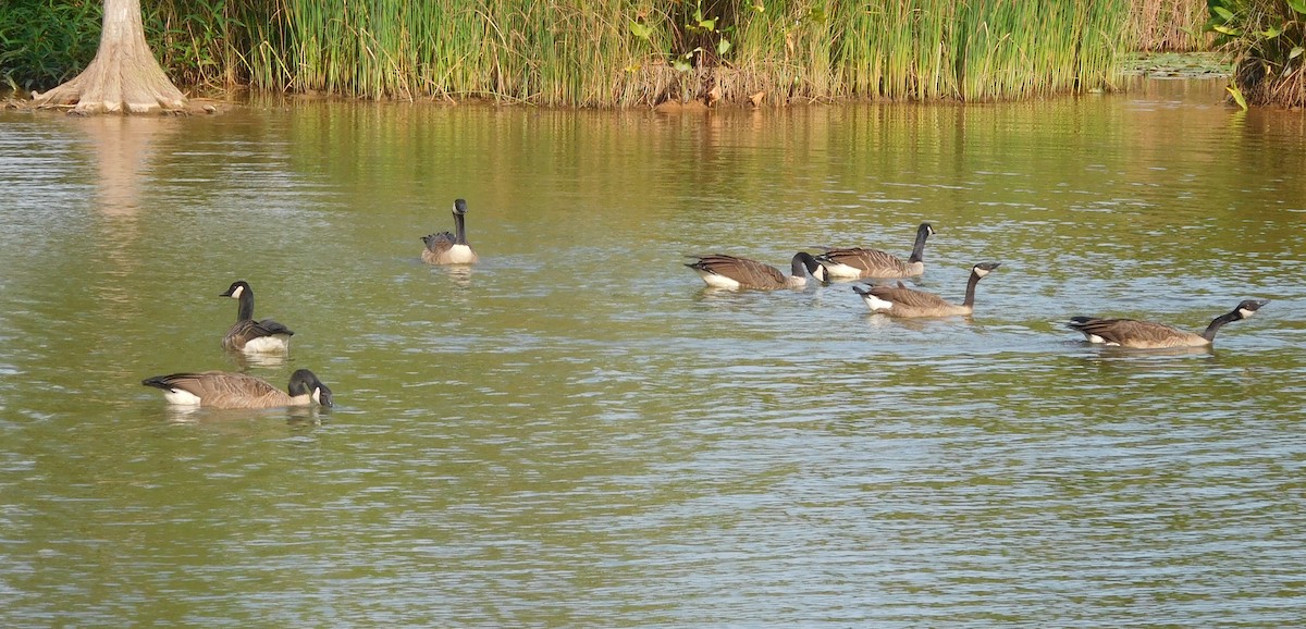 Canada Goose - ML64079051