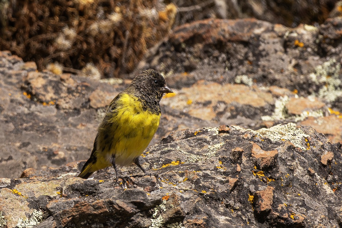Yellow-rumped Siskin - ML640790553