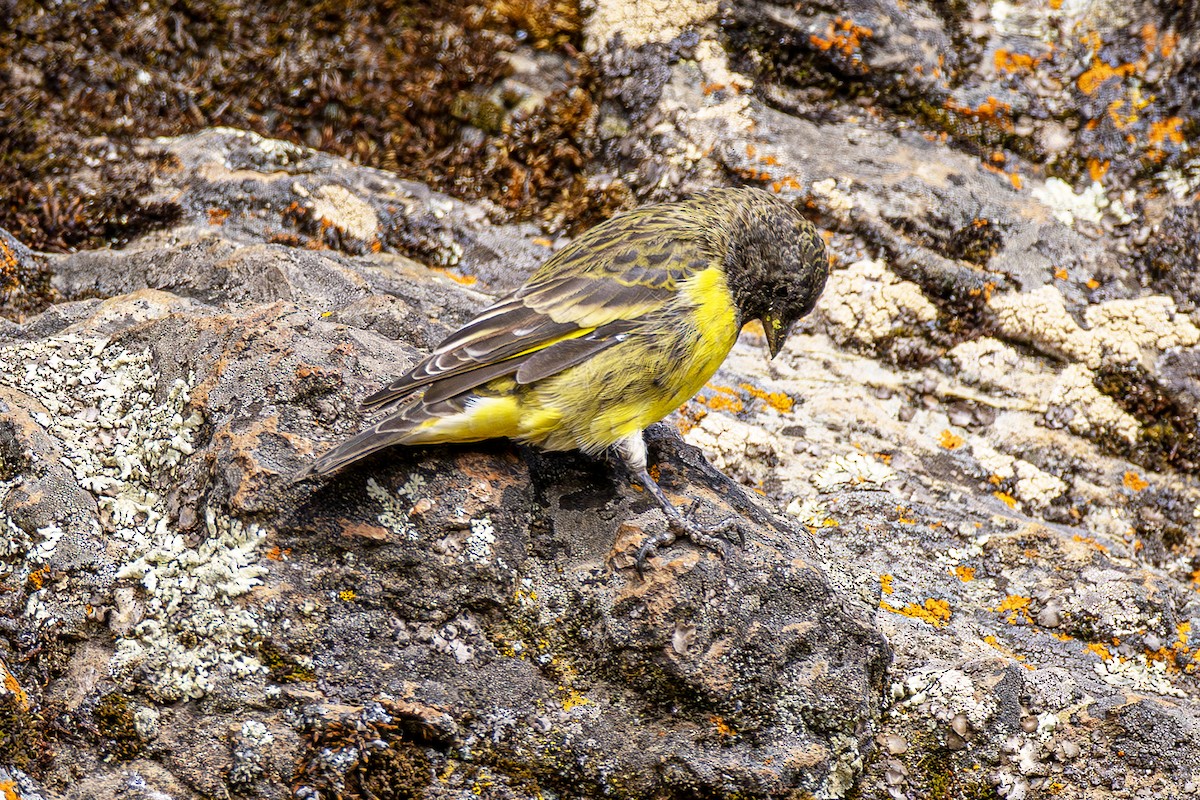 Yellow-rumped Siskin - ML640790554