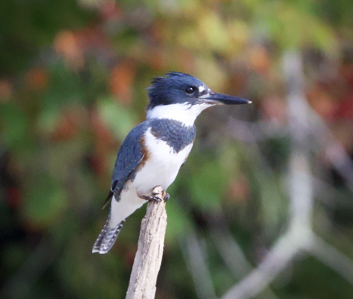 Martin-pêcheur d'Amérique - ML640790555