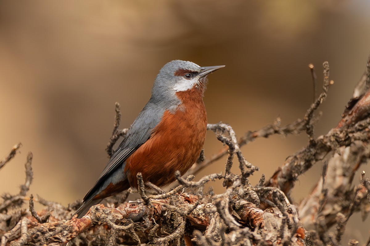 Giant Conebill - ML640790564