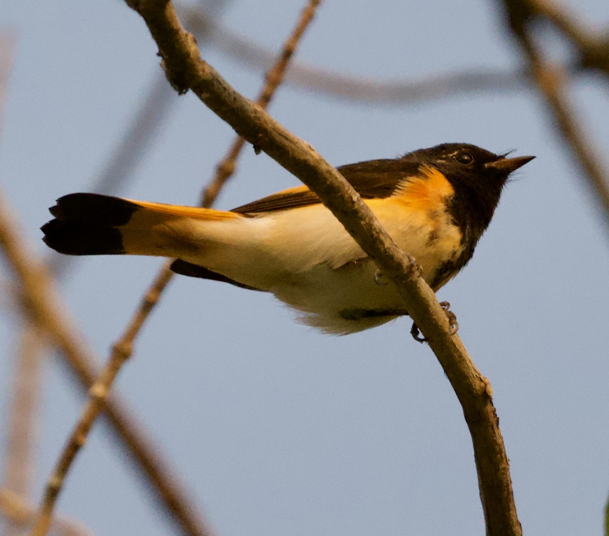 Paruline flamboyante - ML640790568