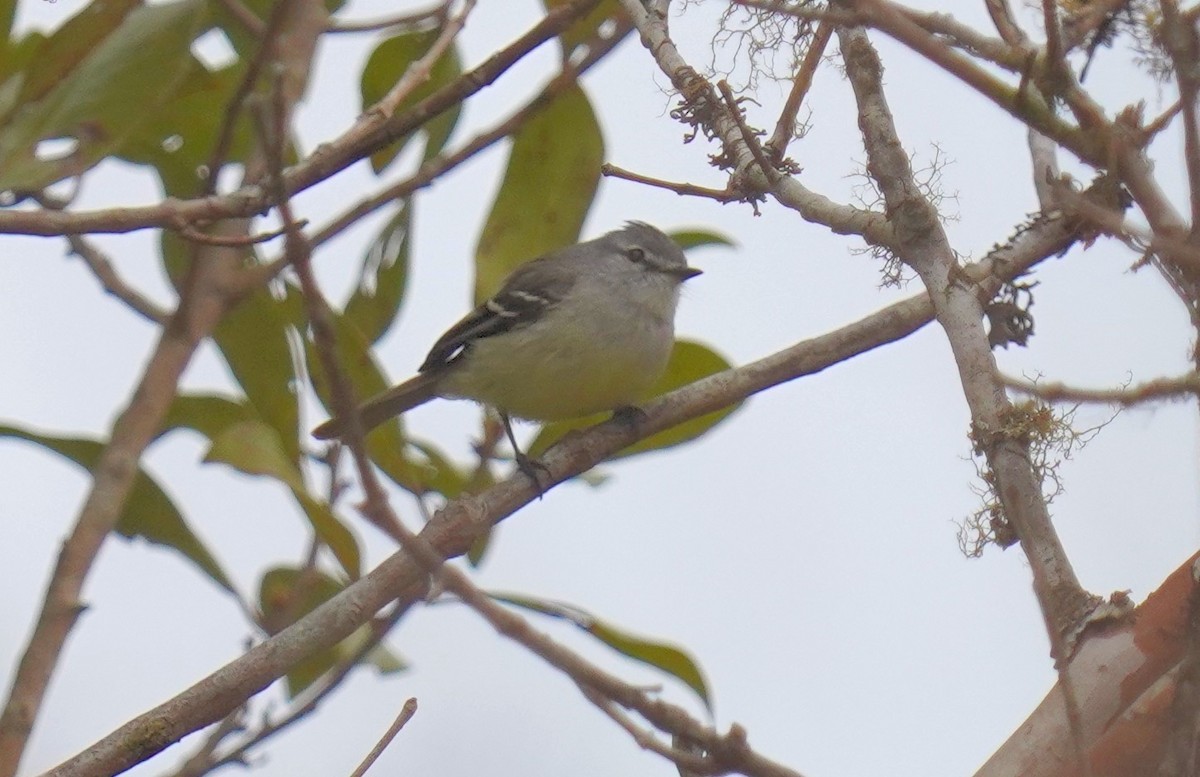 White-crested Tyrannulet - ML640790639