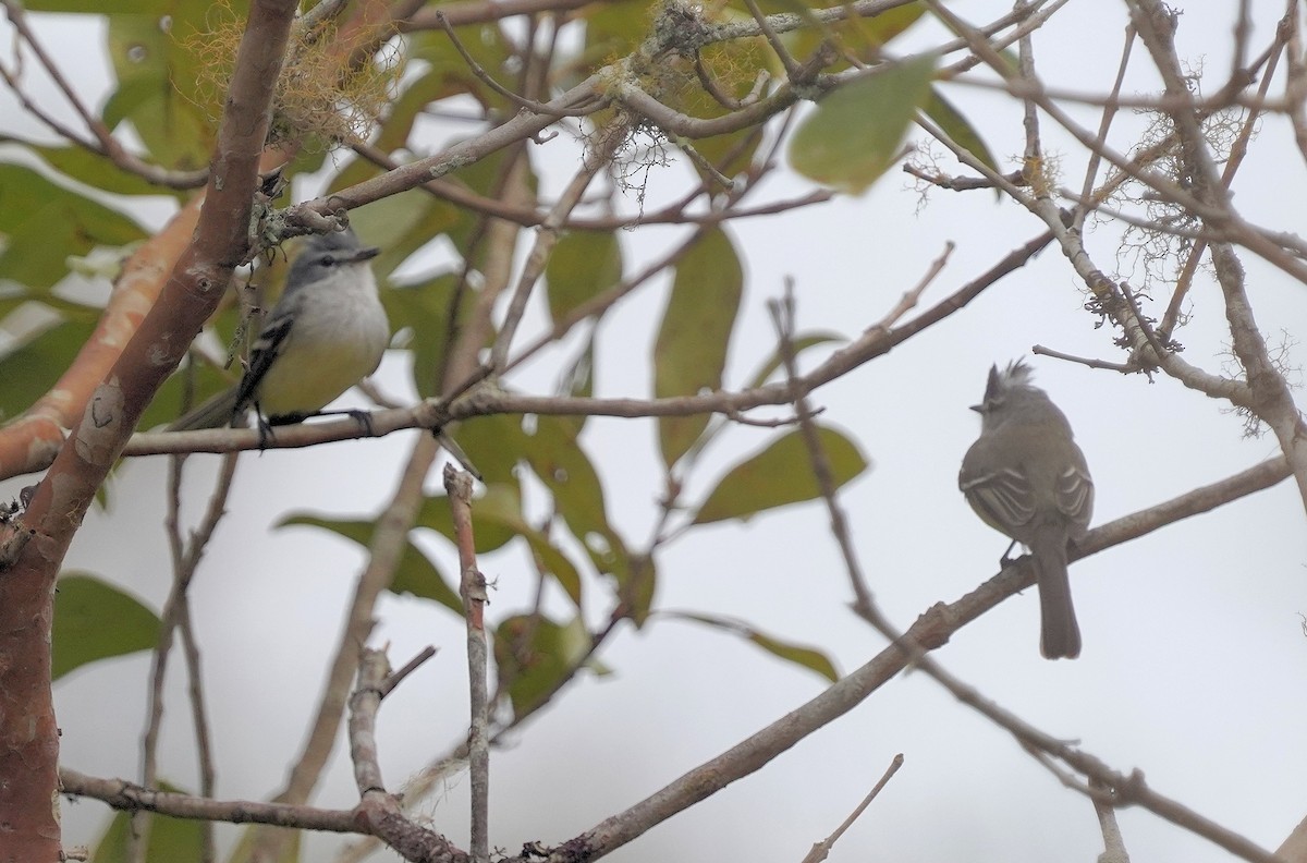 White-crested Tyrannulet - ML640790653