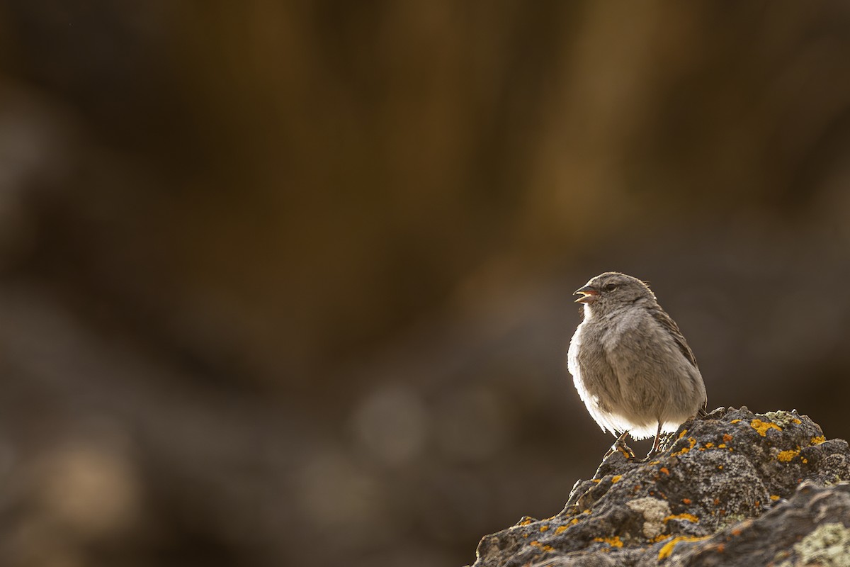 Ash-breasted Sierra Finch - ML640790699