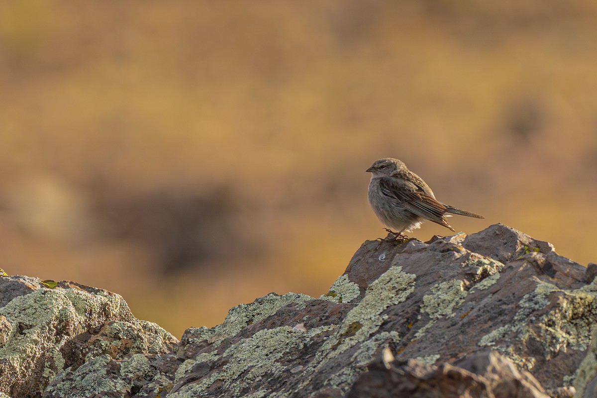 Ash-breasted Sierra Finch - ML640790700