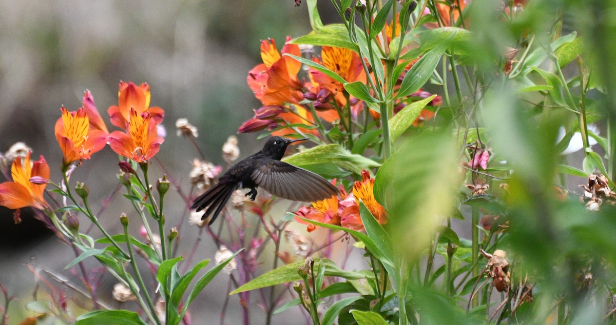Black Metaltail - ML640790713