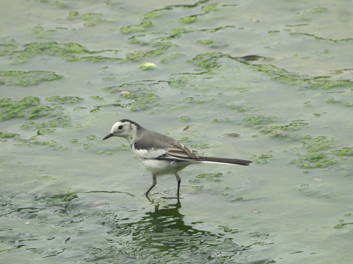 konipas bílý - ML640790802