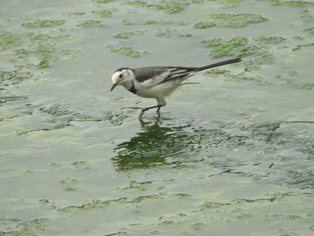 konipas bílý - ML640790803