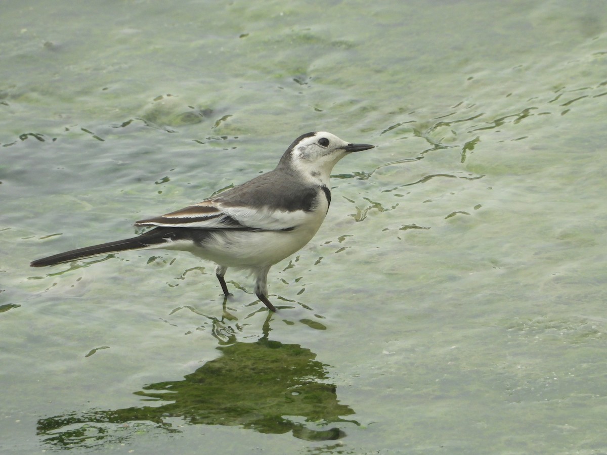 konipas bílý - ML640790806