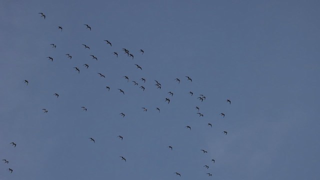 Sterne pierregarin - ML640790854