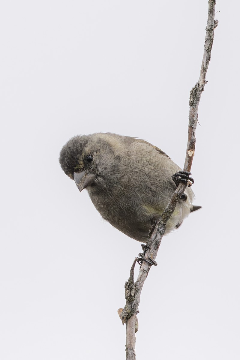 Thick-billed Siskin - ML640790933