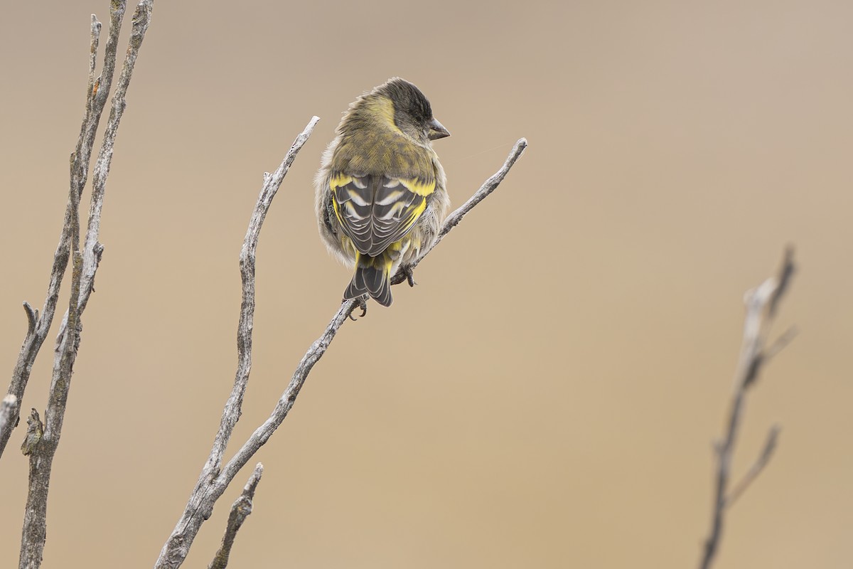 Thick-billed Siskin - ML640790934