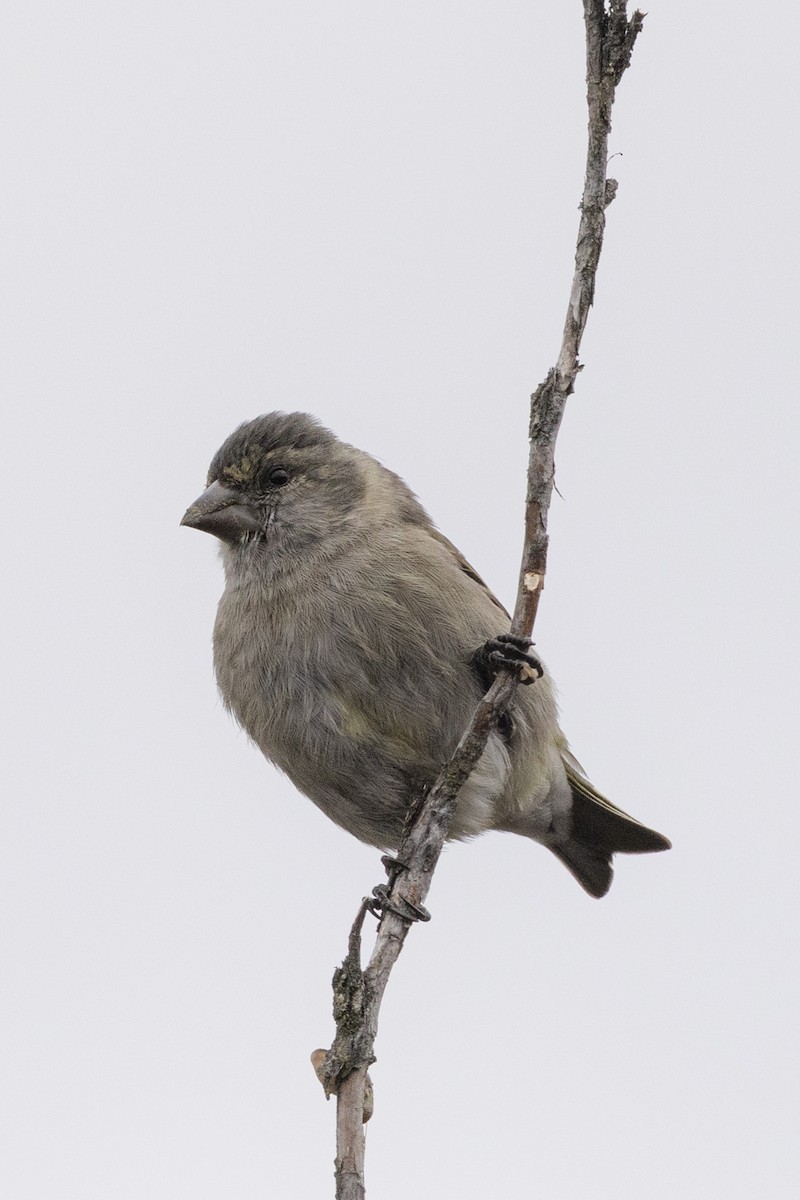 Thick-billed Siskin - ML640790935