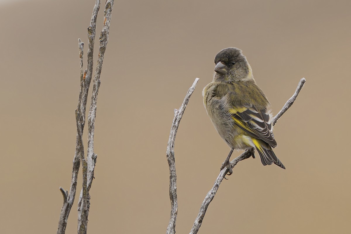 Thick-billed Siskin - ML640790936