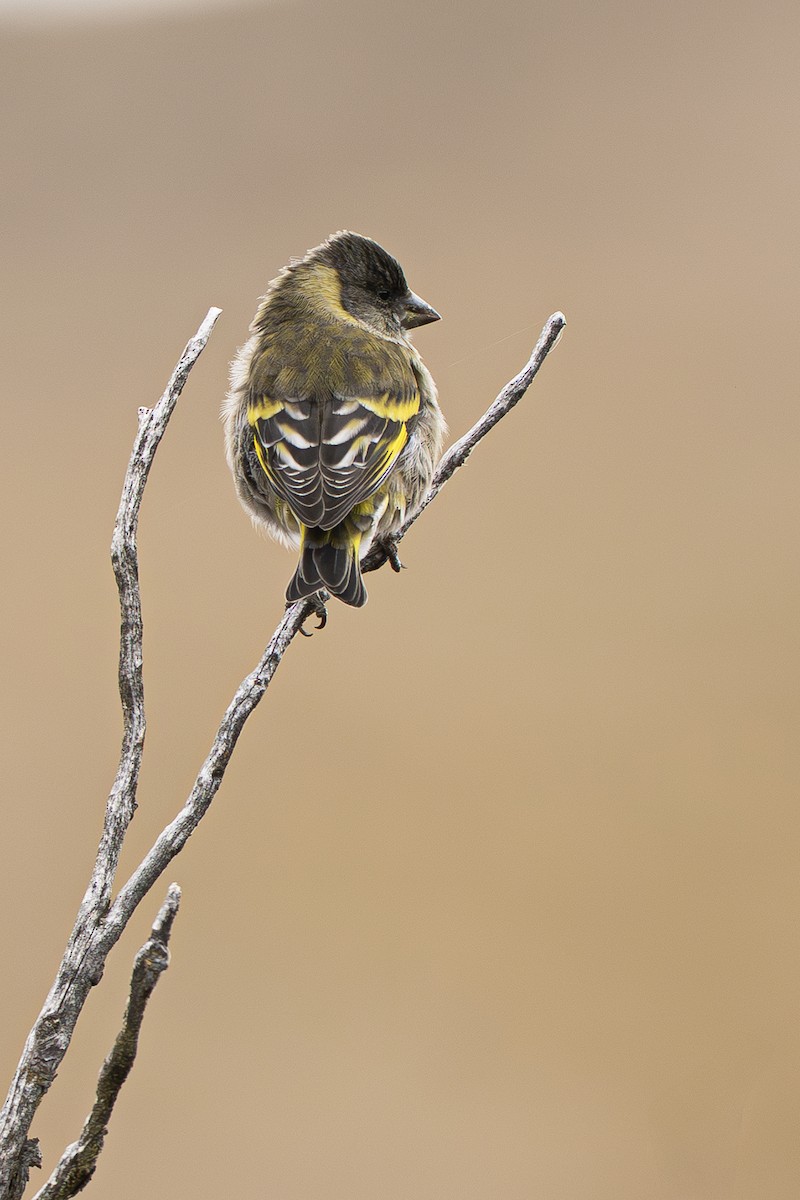 Thick-billed Siskin - ML640790937