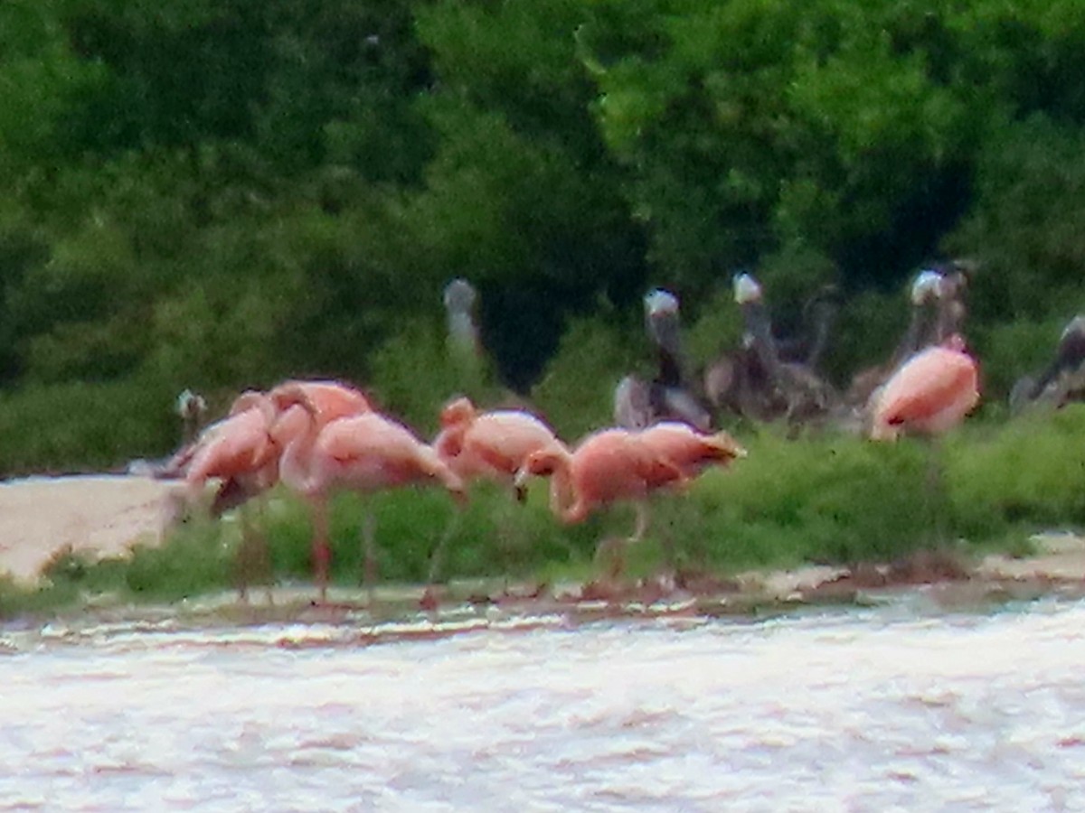 American Flamingo - ML640790939