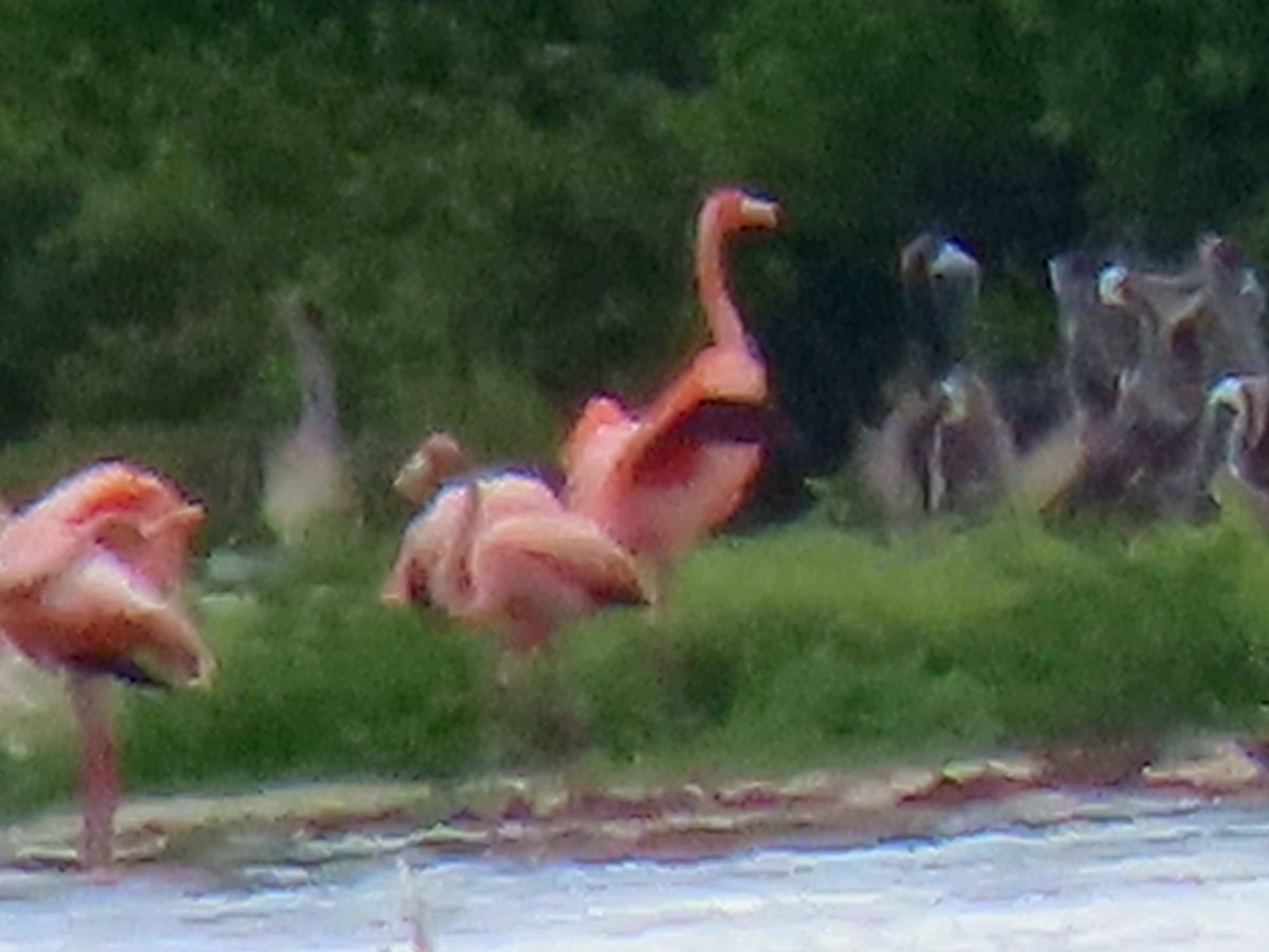 American Flamingo - ML640790940