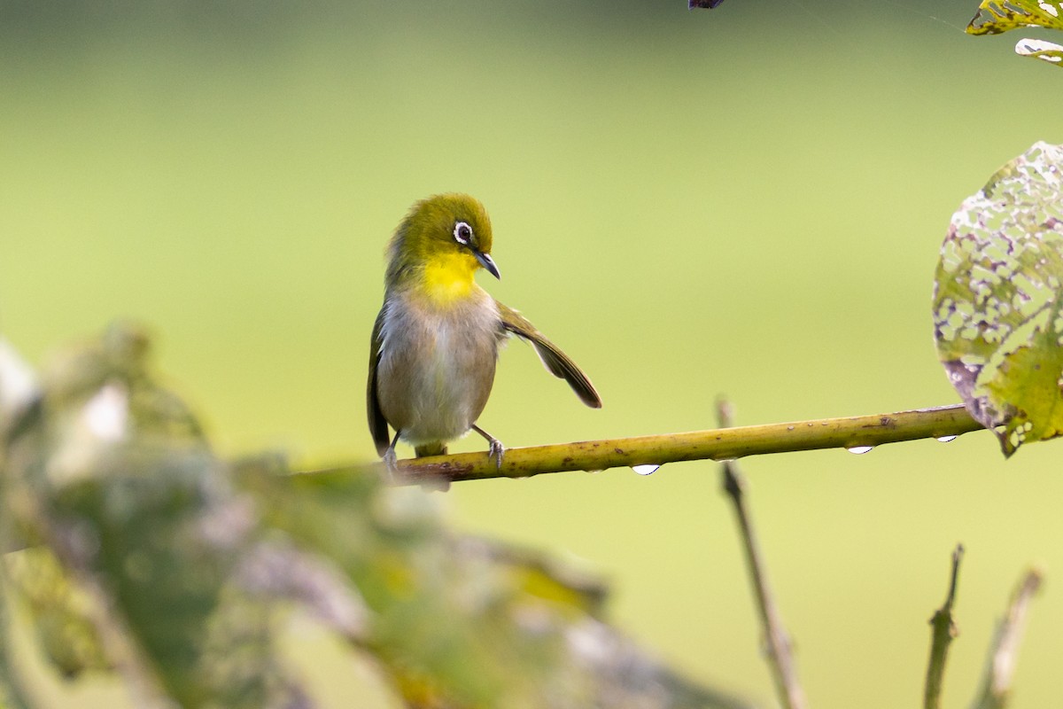 Japanbrillenvogel - ML640790984