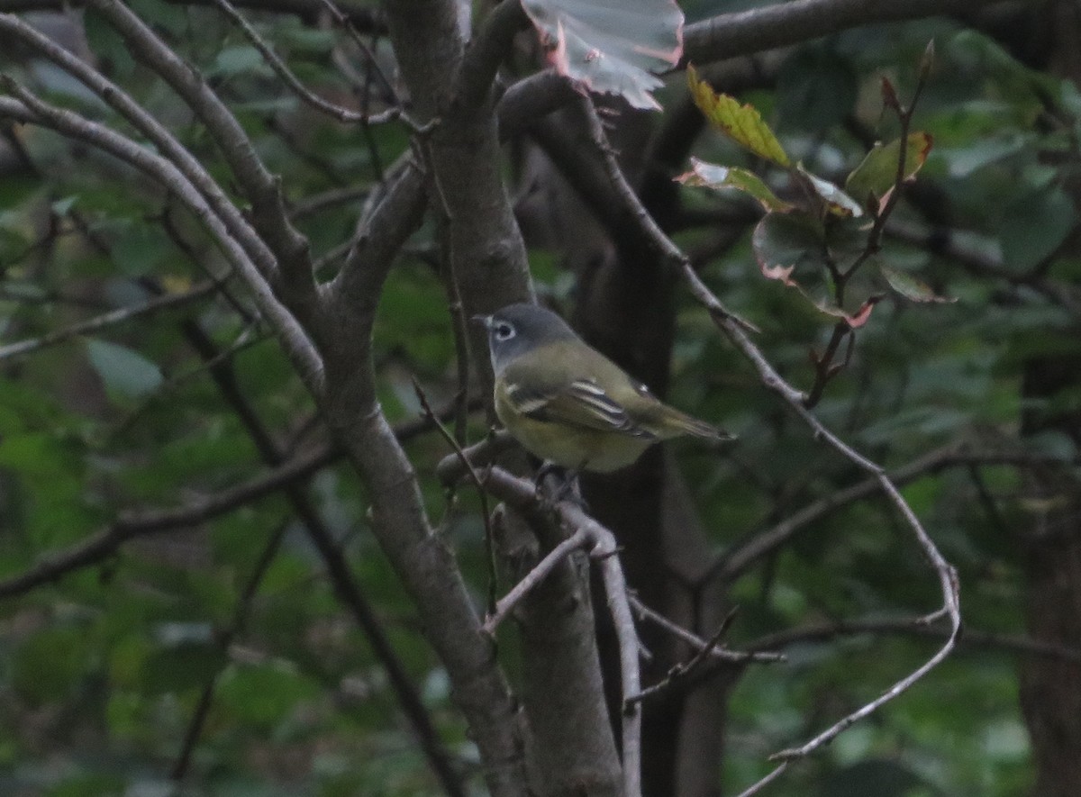 Blue-headed Vireo - ML640790988