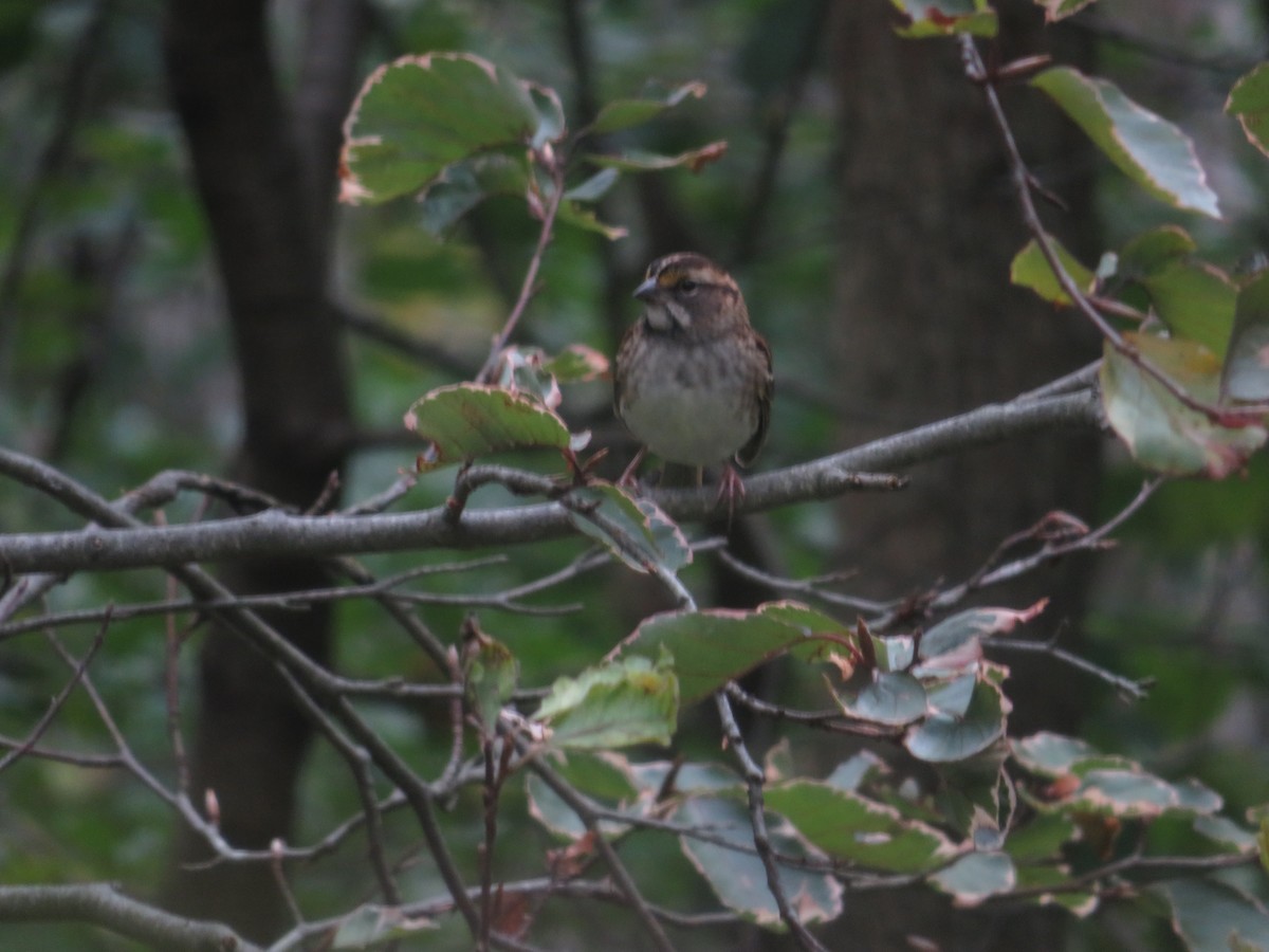 White-throated Sparrow - ML640791014