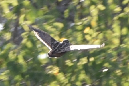 American Woodcock - ML640791018