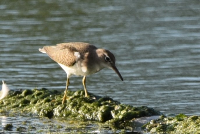 Spotted Sandpiper - ML640791038