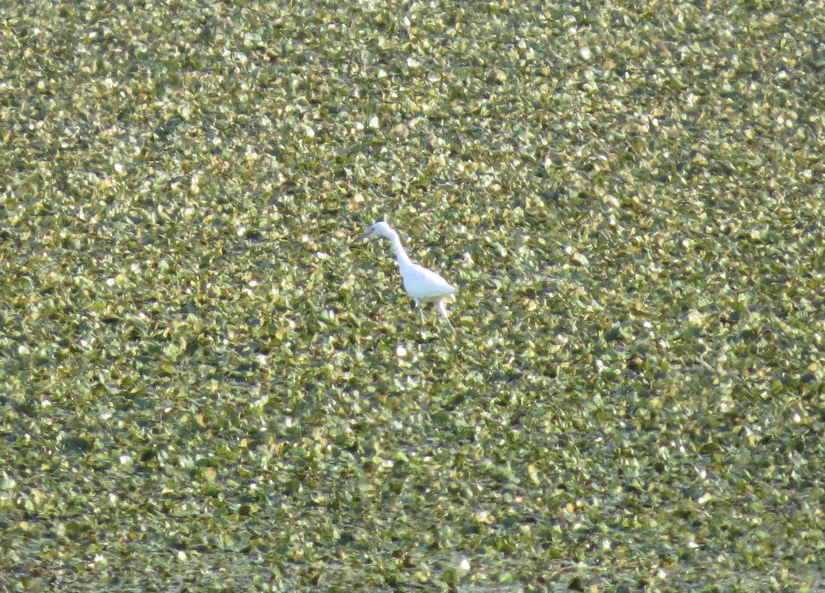 Little Blue Heron - ML640791092