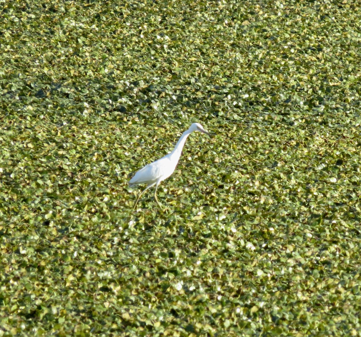 Little Blue Heron - ML640791110