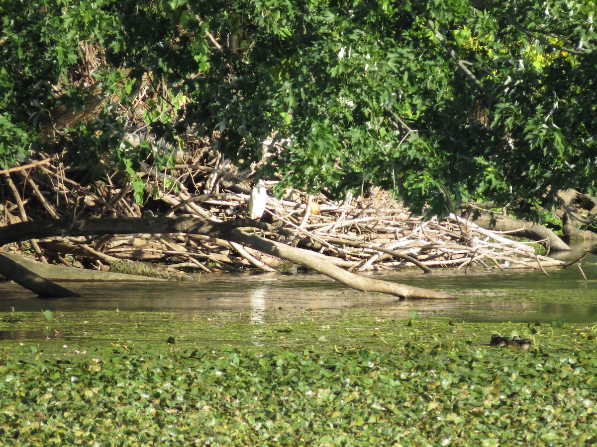 Little Blue Heron - ML640791118