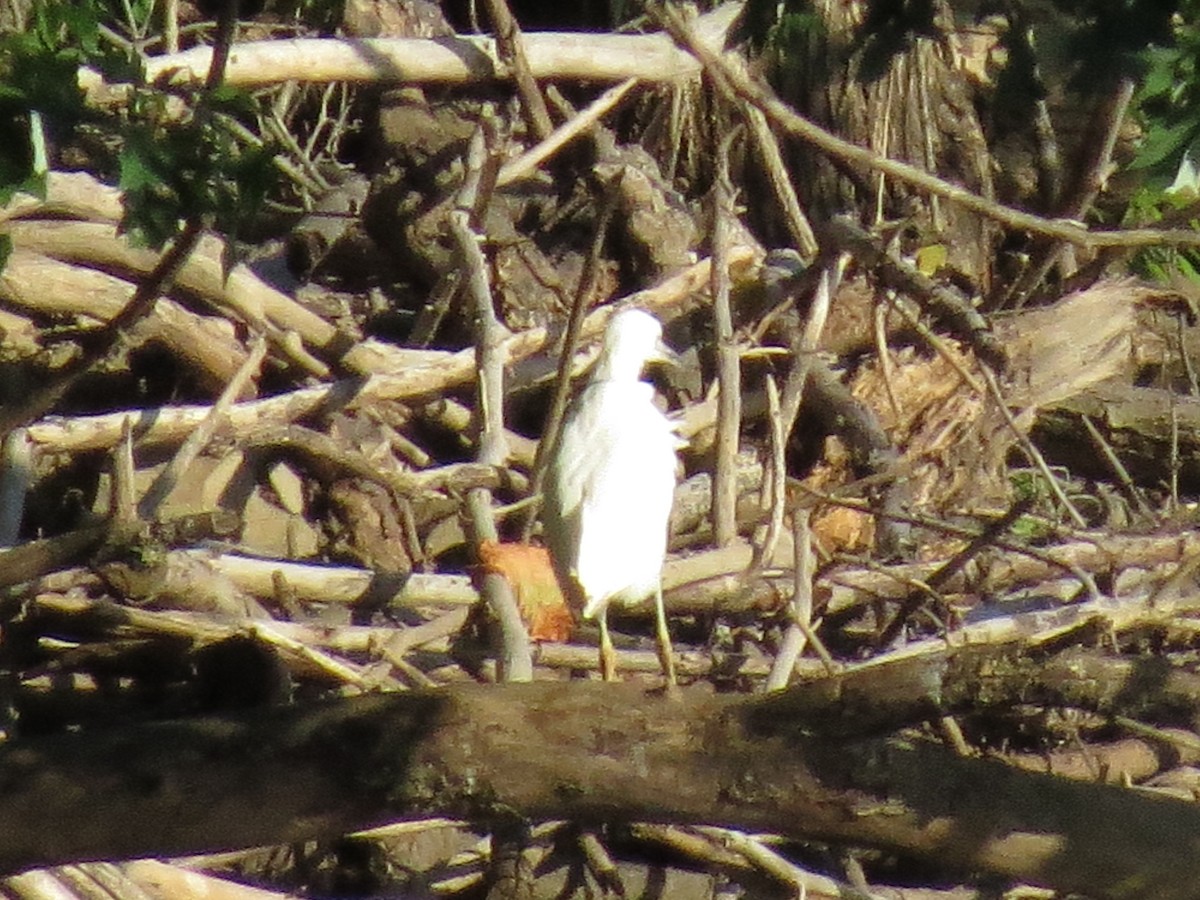 Little Blue Heron - ML640791119