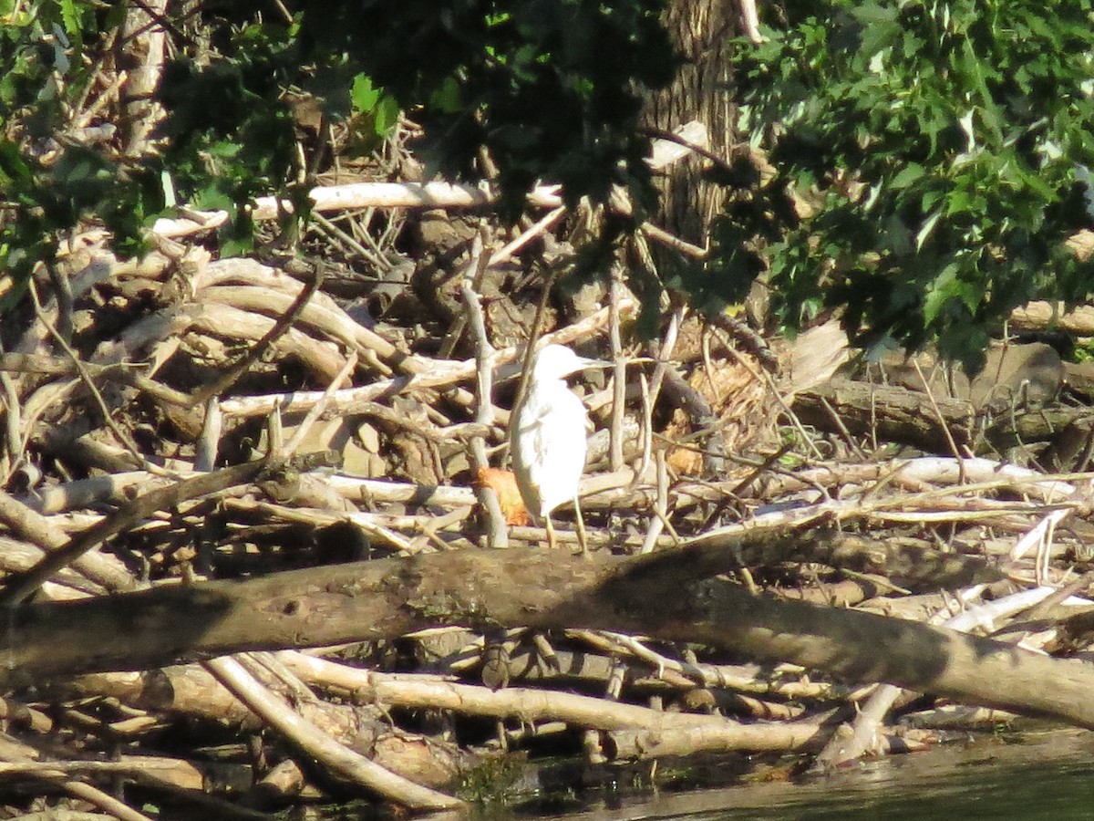 Little Blue Heron - ML640791125