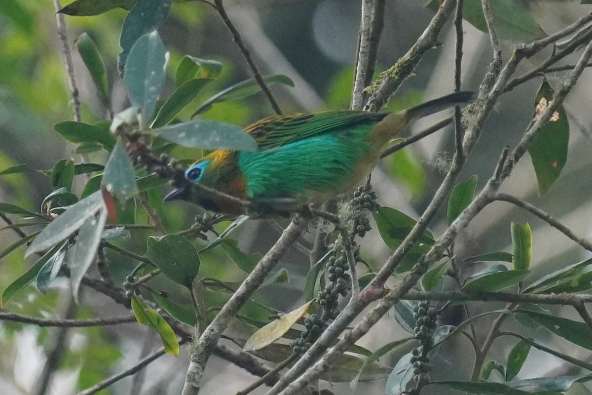 Brassy-breasted Tanager - ML640791165