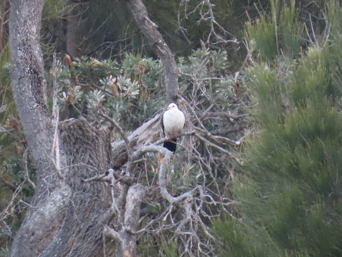 White-headed Pigeon - ML640791190