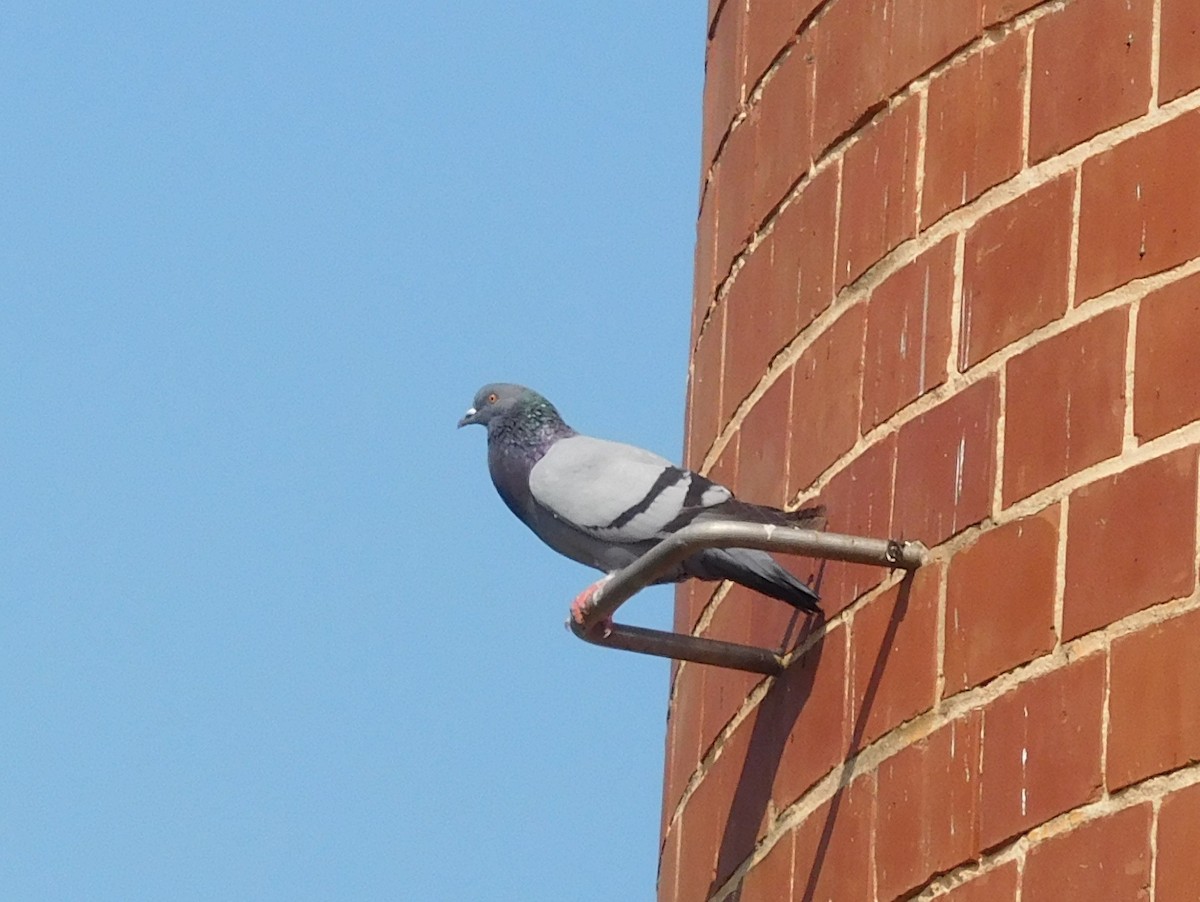 Rock Pigeon (Feral Pigeon) - ML64079121