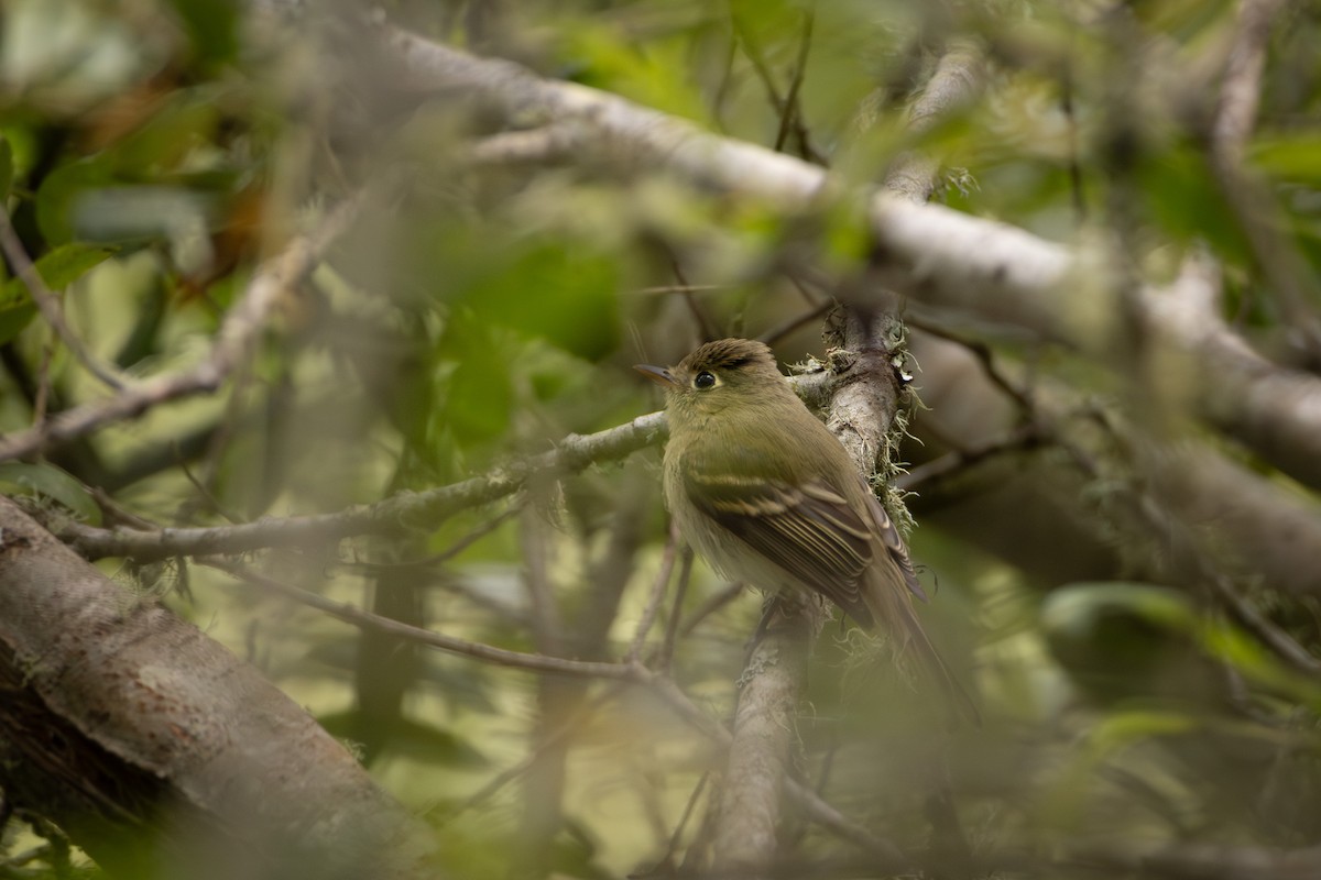 Western Flycatcher - ML640791215