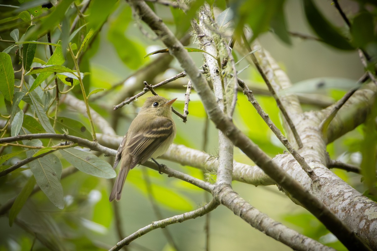 Western Flycatcher - ML640791216